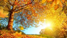 Golden autumn scenery with a nice tree, falling leaves, clear blue sky and the sun shining warmly